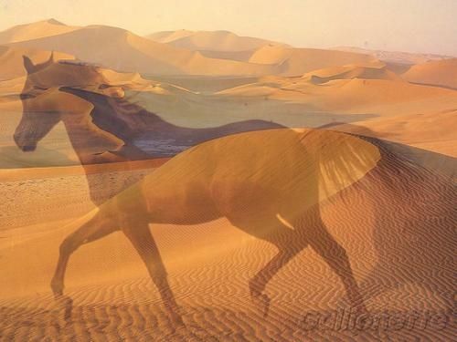 le-cheval-et-le-desert.jpg