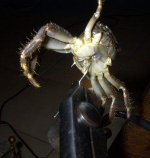 crabe-copie-1.jpg