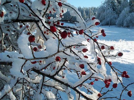 neige-bourgogne.jpg