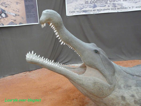 Sarcosuchus Imperator, reconstitution