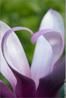 magnolia-coeur.jpg