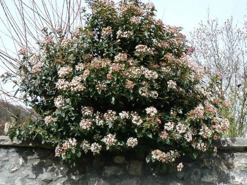 arbre-en-fleurs.jpg