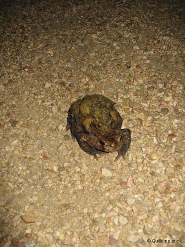 crapaud-001-WEB.jpg