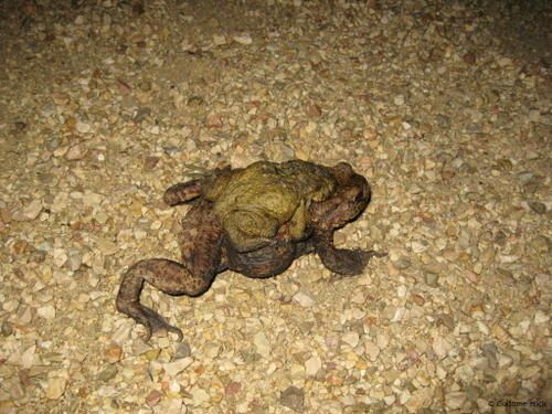 crapaud-009-WEB.jpg