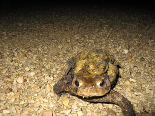 crapaud-010-WEB.jpg