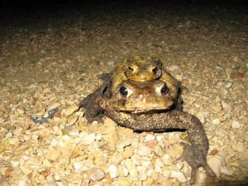 crapaud-012-WEB.jpg