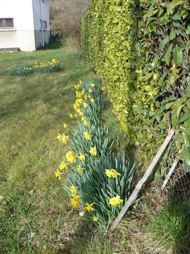 jonquilles.jpg