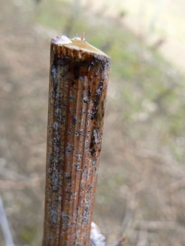 reveil-de-la-seve.jpg