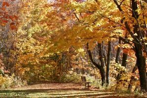 automne-copie-1.jpg