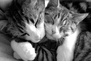 calin.jpg