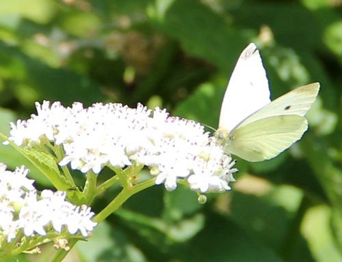 papillon-blanc-2.JPG