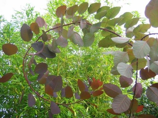cotinus-grace.jpg