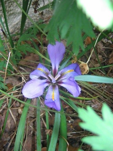 iris-d-alger.jpg