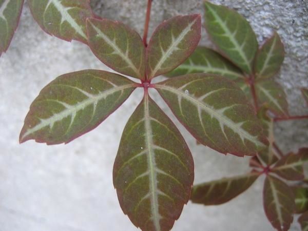 http://idata.over-blog.com/0/27/58/18/feuillages-de-mai/vigne-vierge-henrii.jpg
