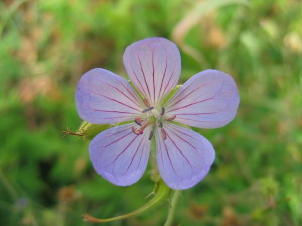 http://idata.over-blog.com/0/27/58/18/hortensias/geranium.jpg