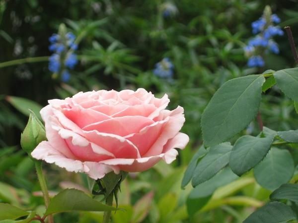 http://idata.over-blog.com/0/27/58/18/roses-1/fredric-mistral-2.jpg