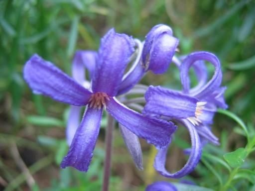 http://idata.over-blog.com/0/27/58/18/sept/clematis-erecta.jpg