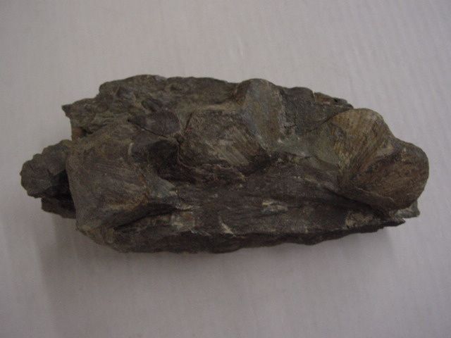 Rochefort-Famennien-Cyrtospirifer-verneuilli-1A-4cms