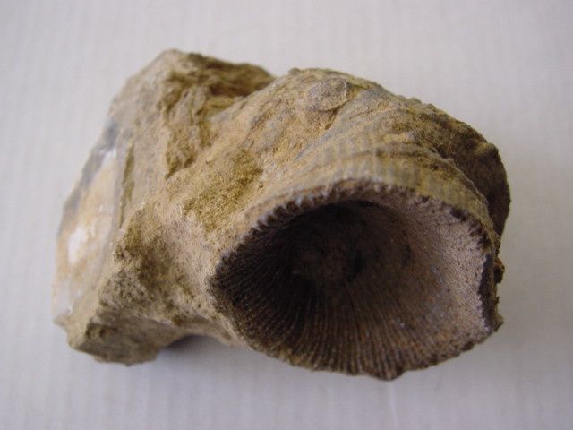 Wellin-Eifelien-Acanthophyllum-sp-2A-7cms