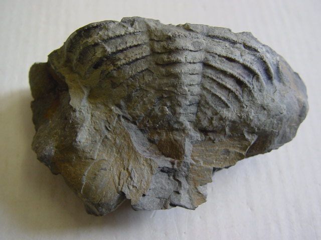 Lochkov-Lochkovien-Dalmanites-sp-pygidium-1-7cms