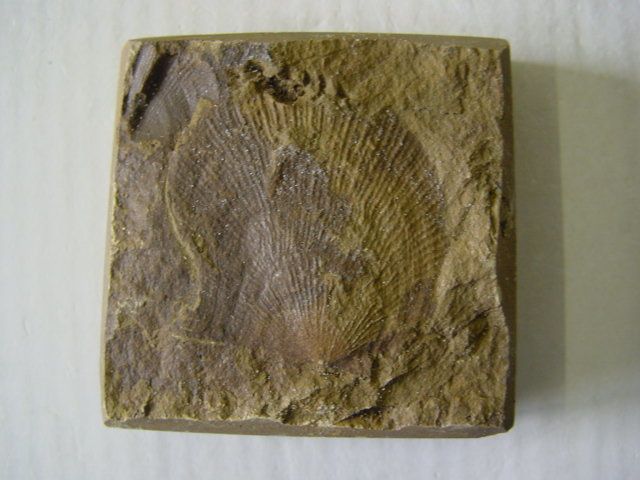 066-Paleozoique-Pterinopecten-1-35mms