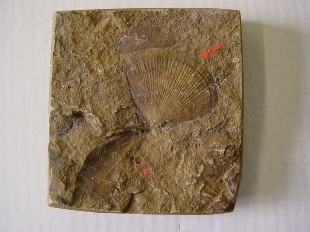 067-Paleozoique-Pterinopecten-2-3cms