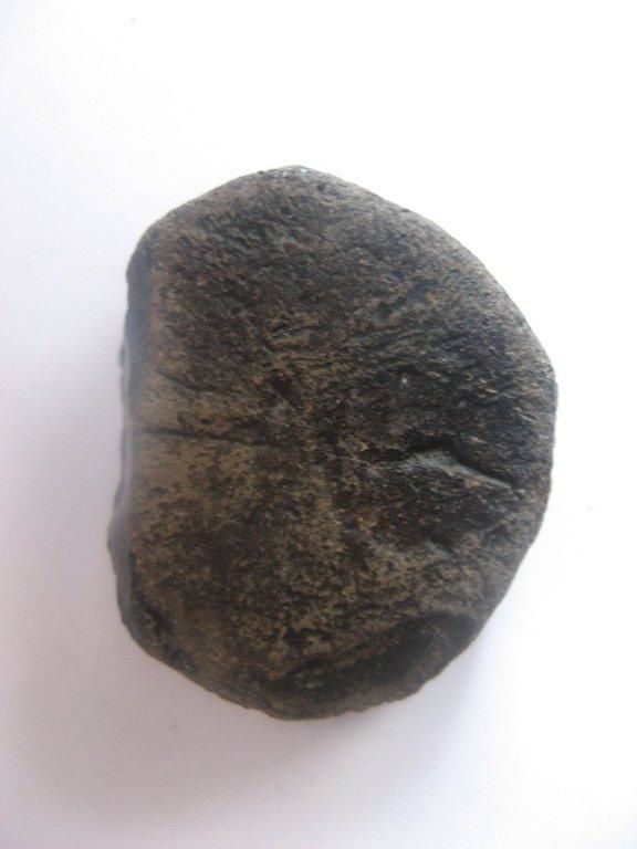 Matt-Anvers-Miocene-Balaena-sp-1A-7cms