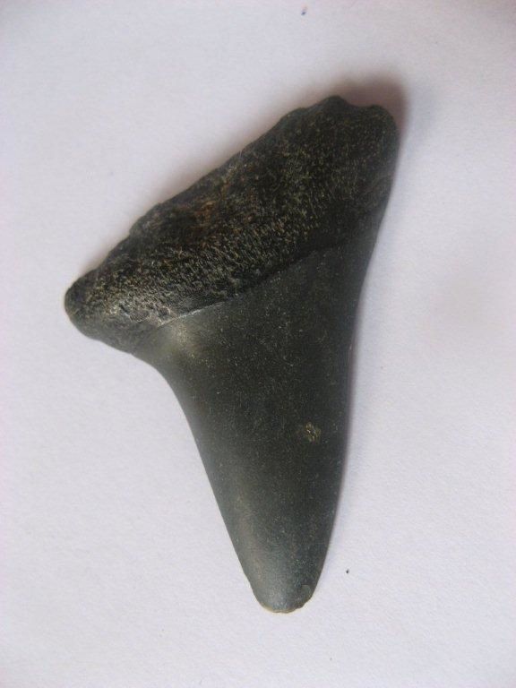 Matt-Anvers-Miocene-Cosmopolitodus-hastalis-1A-4cms