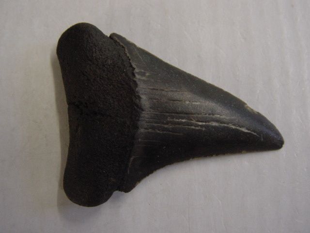 Paleoman-Anvers-Miocene-Cosmopolitodus-hastalis-1A-5cms