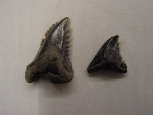 Paleoman-Anvers-Pliocene-Hemipristis-serra-2.jpg