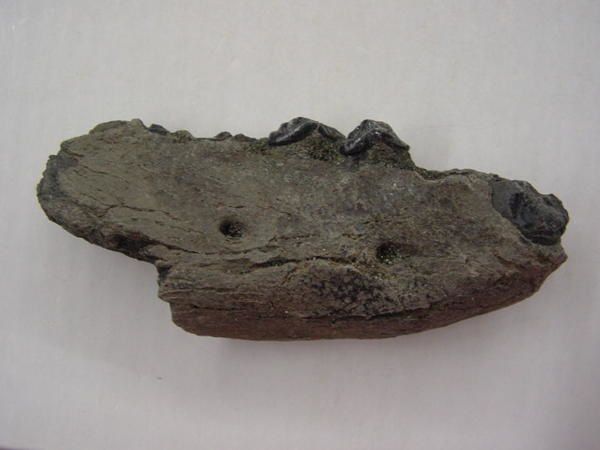 Paleoman-Anvers-Pliocene-Paleophoca-nysti-1.jpg