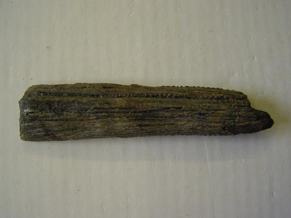 Paleoman-Anvers-Pliocene-aiguillon-Myliobatis-sp.JPG