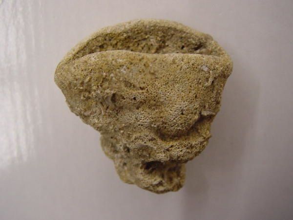 Album - eponges-fossiles - Le Vieux Fossile (PALEOMANIA)