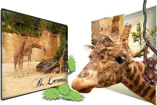giraphe-feuillagea-copie-2.jpg