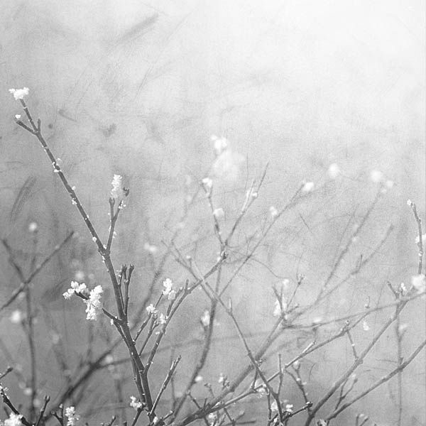 Tiny_Snow_Flowers____by_bindiimoments.jpg