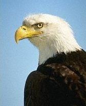 aigle.jpg