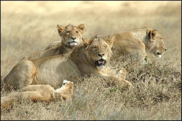 lions-mound.jpg