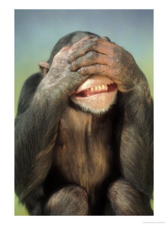 3Chimpanzee-Covering-His-Eyes