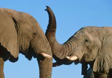 elephant-afrique2.jpg