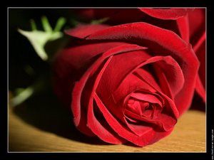 galerie-membre-saint-valentin-photo-rose-rouge-01.jpg