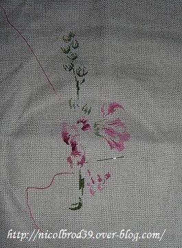 Rose tremiere 1