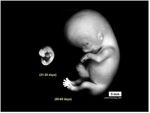Embryon âgé de 5 et 8 semaines