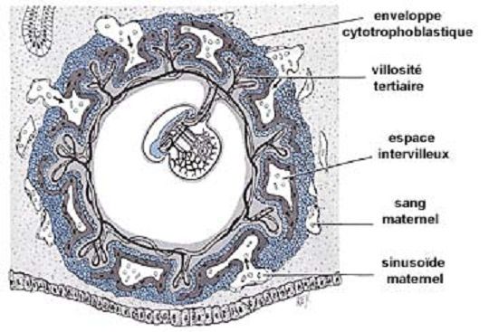 embryon suspendue dans l'utérus de la mère