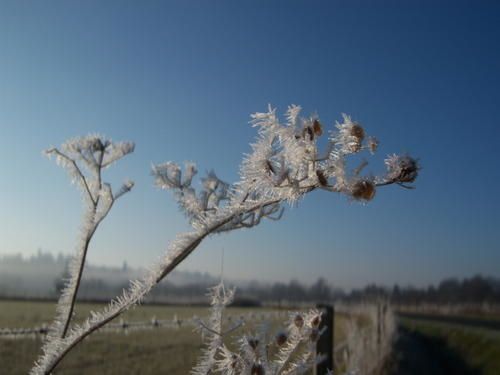 givre-12-07-010.jpg