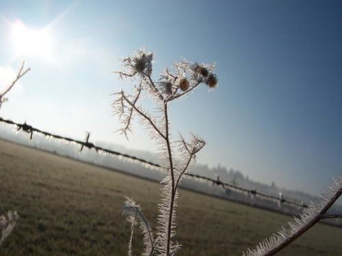 givre-12-07-011.jpg