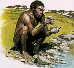 Homo-habilis.jpg