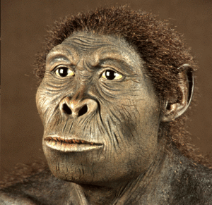 Homo-habilis3.gif