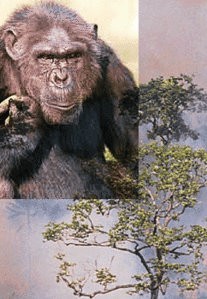 chimpanze-0.gif
