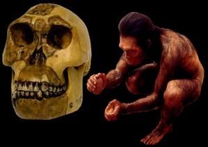 homo-habilis-crane-reconsti.jpg