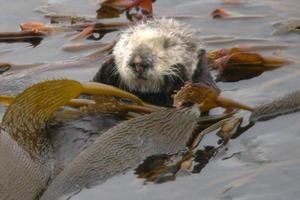 loutre.jpg
